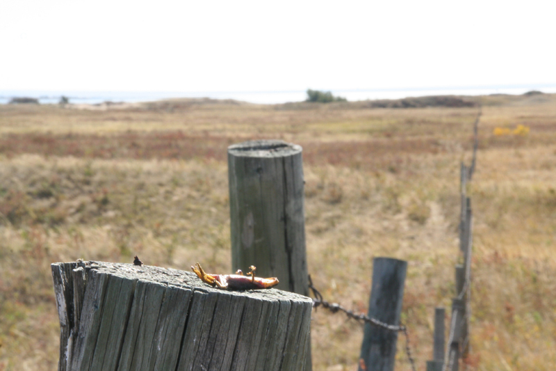 edward discoverd on the post