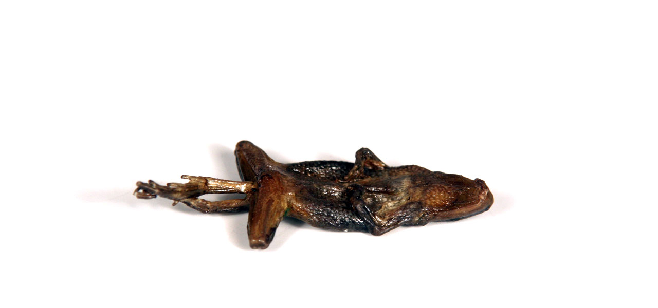 ed the spade foot toad